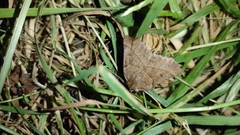 Dectochilus antucaria