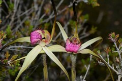 Caladenia fulva