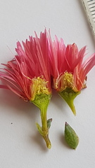 Lampranthus coccineus