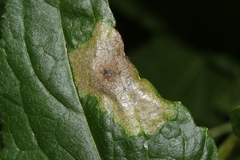 Leucospilapteryx venustella