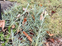 Dianthus gratianopolitanus