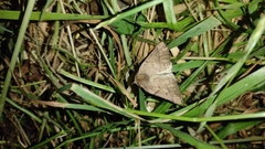 Dectochilus antucaria