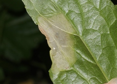 Leucospilapteryx venustella