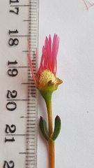 Lampranthus coccineus