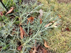 Dianthus gratianopolitanus