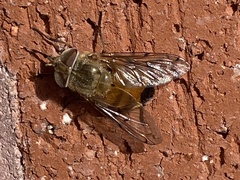 Copestylum haagii