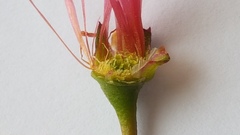 Lampranthus coccineus