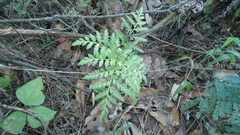 Botrypus virginianus