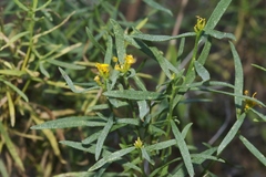 Gutierrezia microcephala