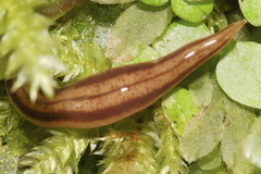 Australopacifica