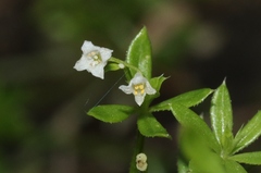 Galium mexicanum