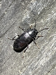 Helopini