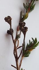 Lampranthus coccineus