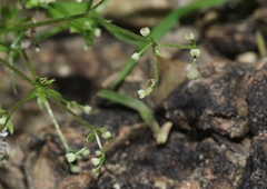 Galium mexicanum