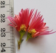 Lampranthus coccineus