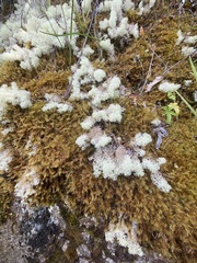 Cladonia confusa