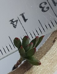 Lampranthus coccineus
