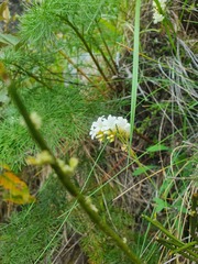 Myosotis goyenii