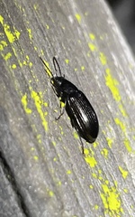 Helopini