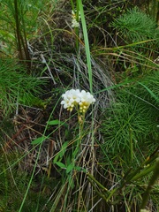 Myosotis goyenii