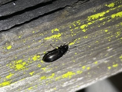 Helopini