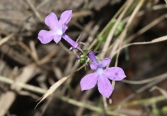 Lobelia fenestralis