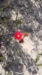 Lampranthus coccineus