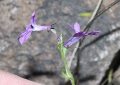 Lobelia fenestralis