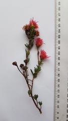 Lampranthus coccineus