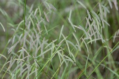 Bouteloua elata