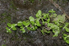 Callitriche heterophylla