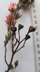 Lampranthus coccineus