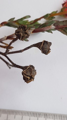 Lampranthus coccineus