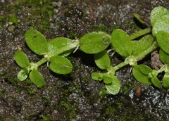 Callitriche heterophylla