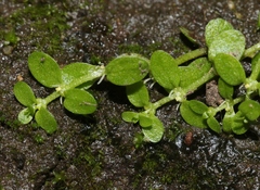Callitriche heterophylla