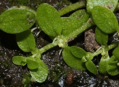 Callitriche heterophylla