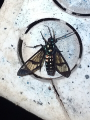 Cosmosoma xanthosticta