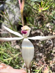 Caladenia moschata