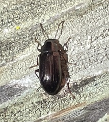 Helopini