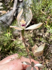 Caladenia moschata
