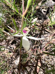 Caladenia moschata