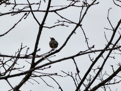 Turdus migratorius migratorius