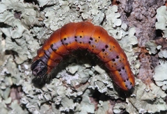 Acronicta thoracica