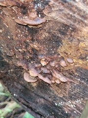 Panellus pusillus