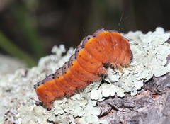 Acronicta thoracica