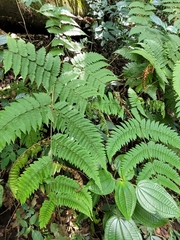 Macrothelypteris torresiana