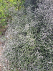 Corokia cotoneaster
