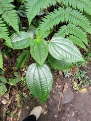 Miconia crenata