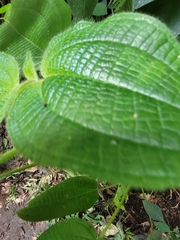 Miconia crenata