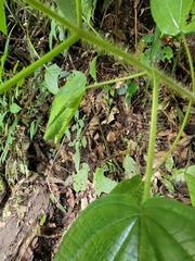Miconia crenata